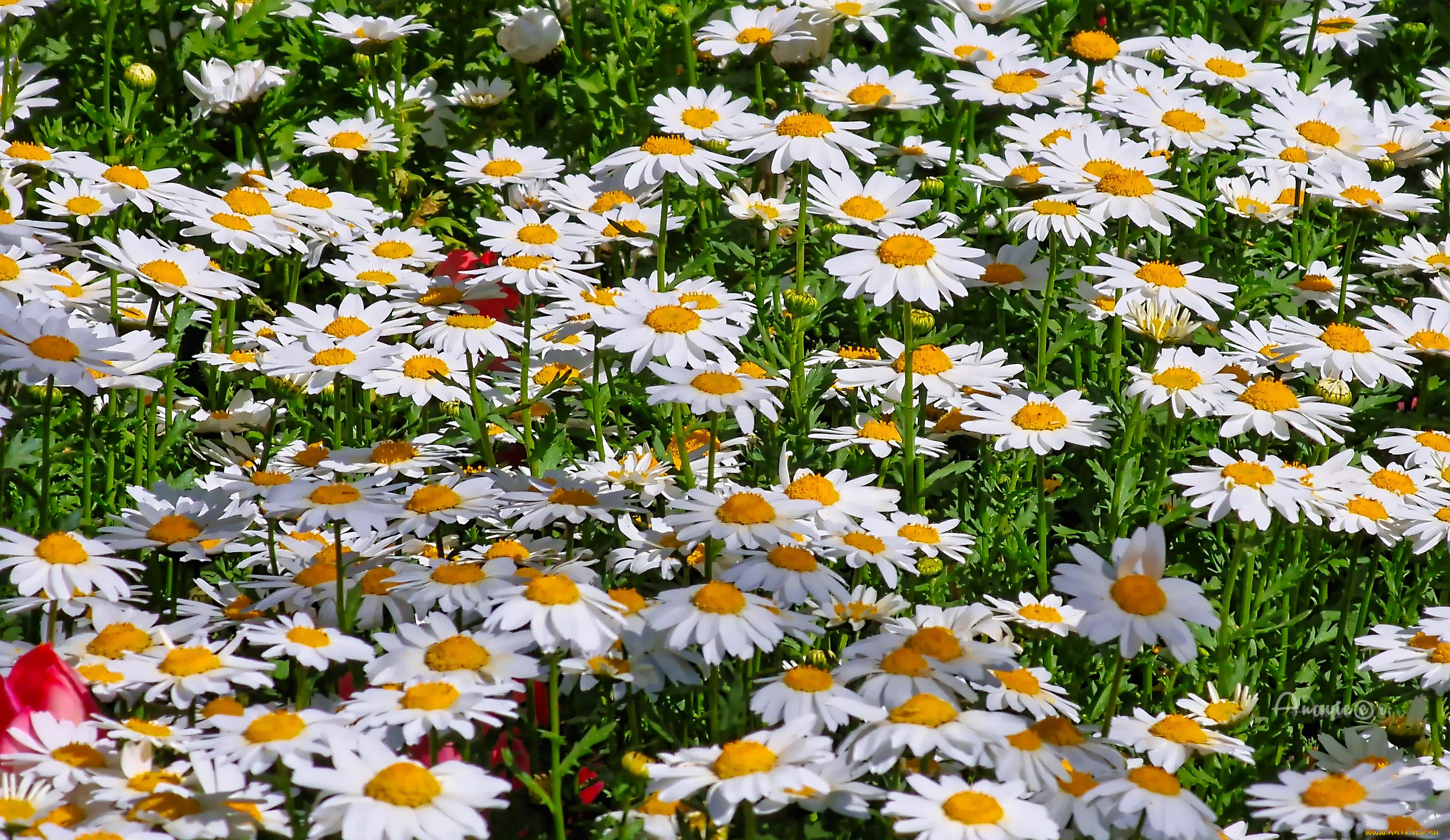 �����, �������